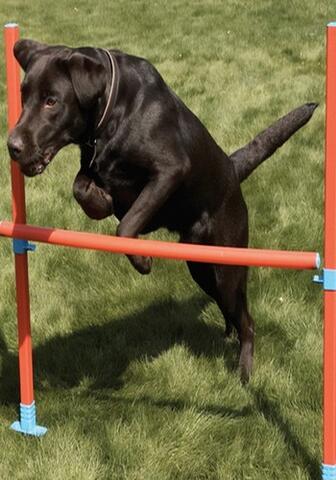 Agility Hop forhindring stang